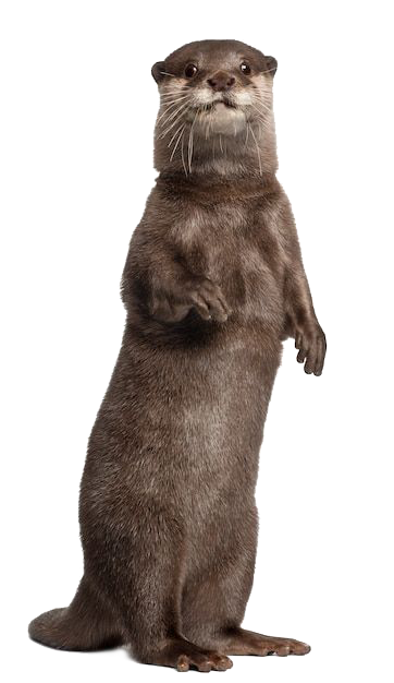 Otter mascot standing upright